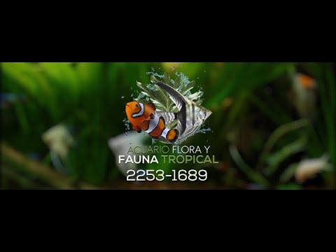 Portada para Facebook Flora y Fauna Tropical